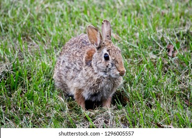 A rabbit freezes in the grass