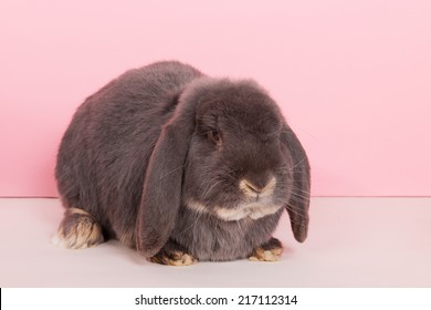Rabbit French lop on pink background