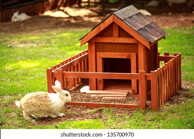 Rabbit in front of the hutch - Shutterstock ID 135700970