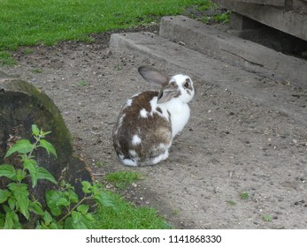 Rabbit in the grass