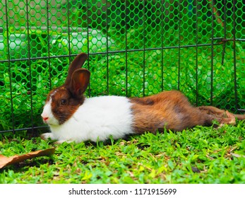 rabbit with grass
