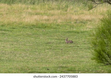 a rabbit in the grass