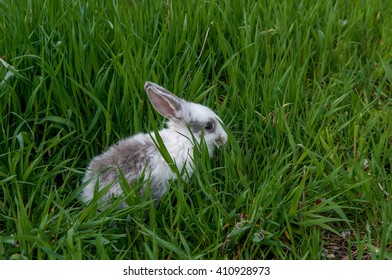 Rabbit Grass Stock Photo 410928973 | Shutterstock