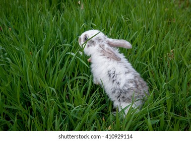 rabbit in the grass