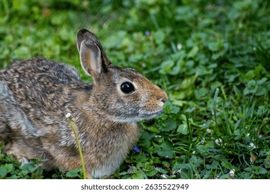 Rabbit in the grass close up