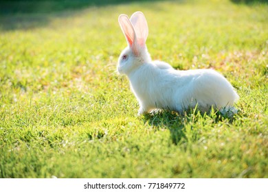 rabbit in grass closeup