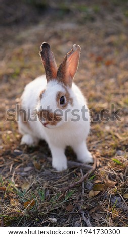 Similar – Hanni Bunny Animal Pelt