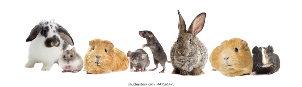 1,395 Rabbit guinea pig hamster Images, Stock Photos & Vectors ...