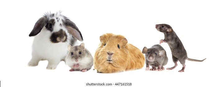 Guinea Pig Hamster Images Stock Photos Vectors Shutterstock