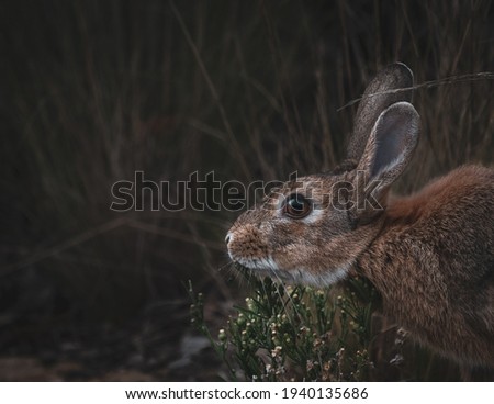 rabbit hiding in the grass