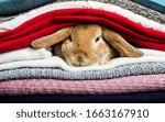 Rabbit hiding in stack of warm woolen clothes. Bunny preparing for Easter egg hunt. I