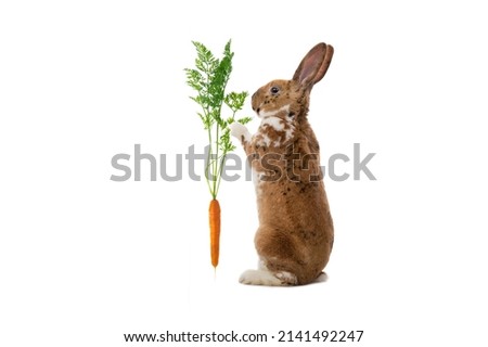 rabbit holding carrot isolated on white background