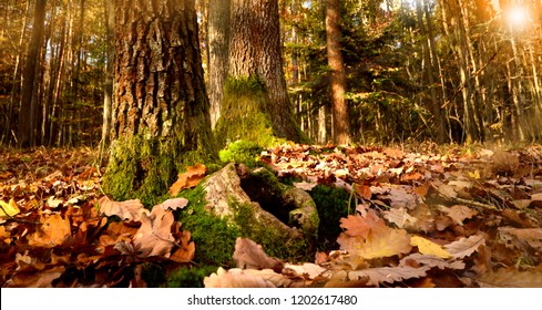 rabbit hole in fall forest hibernation tree - Powered by Shutterstock