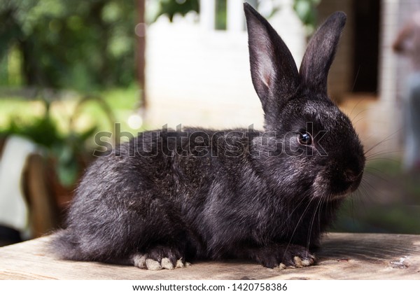Rabbit Home On Plot Closer Natural Stock Photo 1420758386 | Shutterstock