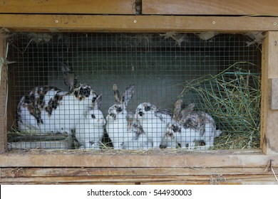 Rabbit Hutch 