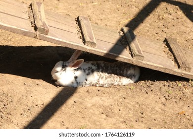 Rabbit In The Hutch. Animal Farm At Sunny Day