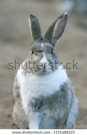 Similar – Rabbit eating flowers