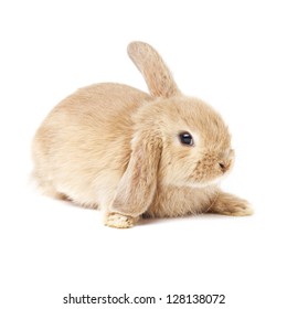 14,301 Puppy With Bunny Images, Stock Photos & Vectors | Shutterstock