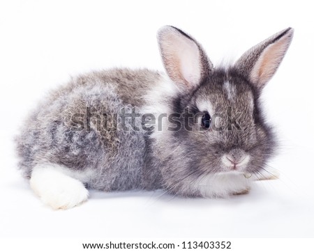 Rabbit isolated on a white background