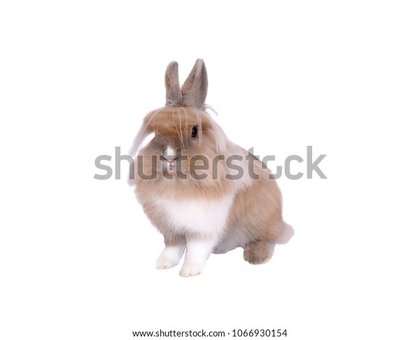 Rabbit Isolated On White Background This Royalty Free Stock Image