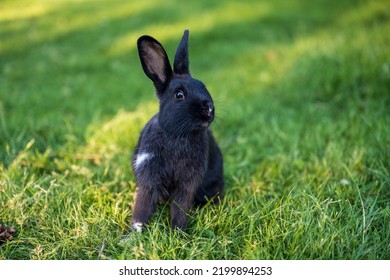 Rabbit At Jericho Beach, Vancouver