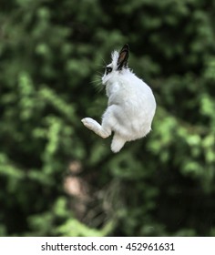 Rabbit Jumping