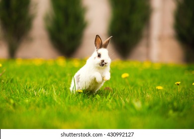 Rabbit Jumping On Backyard. Easter Bunny