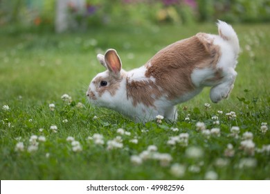 Rabbit Jumping On The Grass