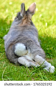 Rabbit laying down with tail in the sunshine