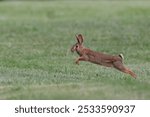 A rabbit leaping across a grassy field, captured mid-air on a sunny day