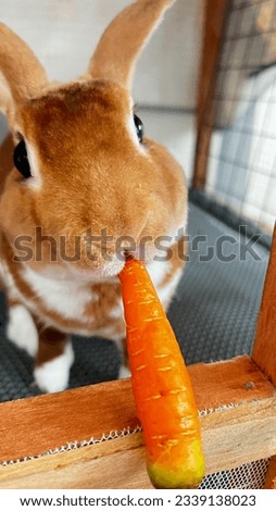 Rabbit like carrot be happy