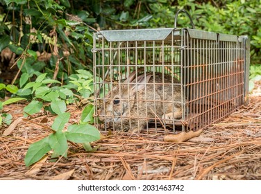 Rabbit In Live Humane Trap. Pest And Rodent Removal Cage. Catch And Release Wildlife Animal Control Service.