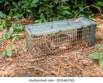 Rabbit In Live Humane Trap. Pest And Rodent Removal Cage. Catch And Release Wildlife Animal Control Service.