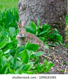 Rabbit looking around