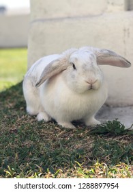 Rabbit looking at the camera