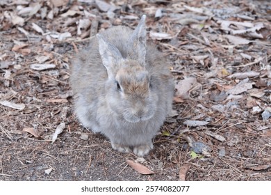rabbit is looking at the camera