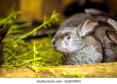 Rabbit. Mammal Animal In The Farm. Fluffy Bunny With Cute Ear And Fur. Small Brown, Black Or Gray Young Sweet Domestic Pet. Furry Rodent. Adorable Creature.