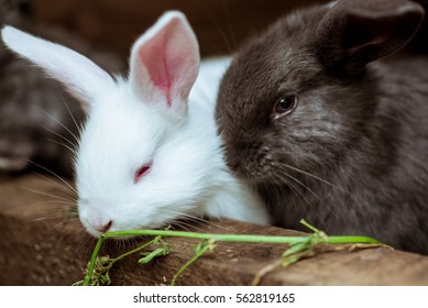 Rabbit. Mammal Animal In The Farm. Fluffy Bunny With Cute Ear And Fur. Small Brown, Black Or Gray Young Sweet Domestic Pet. Furry Rodent. Adorable Creature.