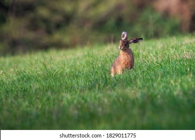 Rabbit in the meadow. Rabbit in the grass