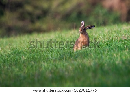 Rabbit in the meadow. Rabbit in the grass