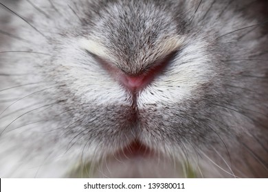 Rabbit Mouth And Nose, Abstract Macro