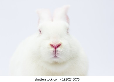 Rabbit Mouth And Nose, Abstract Macro Shot