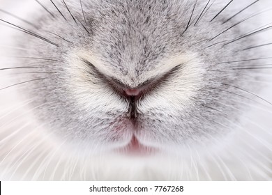 Rabbit Mouth And Nose, Abstract Macro Shot