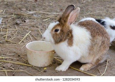 1,529 Peter Rabbit Images, Stock Photos & Vectors | Shutterstock