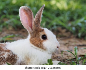 RABBIT in nature