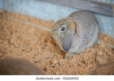 rabbit in the nick