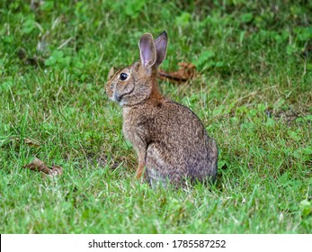 Rabbit in an Ohio backyard