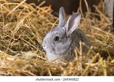 Rabbit on Dry Grass - Shutterstock ID 269345822