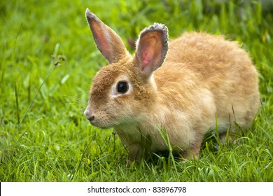 Kaninchen auf Gras