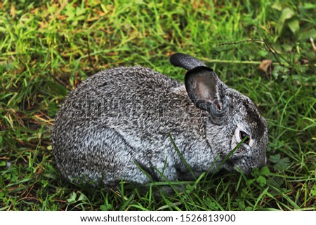 Similar – Mr. Rabbit Animal Pelt Zoo